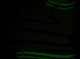 glowing collar and leash